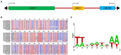 A Novel Mutator-Like Transposable Elements With Unusual Structure and Recent Transpositions in Barley (Hordeum vulgare)